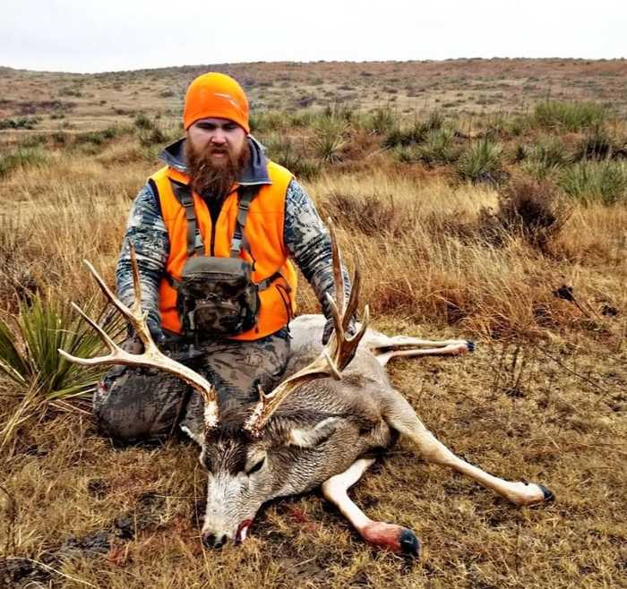 Trophy mule deer in open grassland terrain
